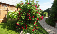DSC00513.JPG